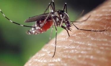 Tout savoir sur les moustiques avec IZIpest