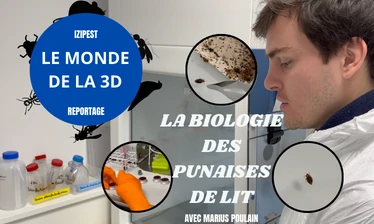 Monde de la 3D : biologie des punaises de lit