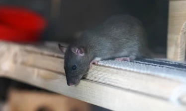 Monde de la 3D : rat brun et appats
