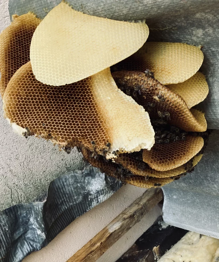 anh services nid 768x918