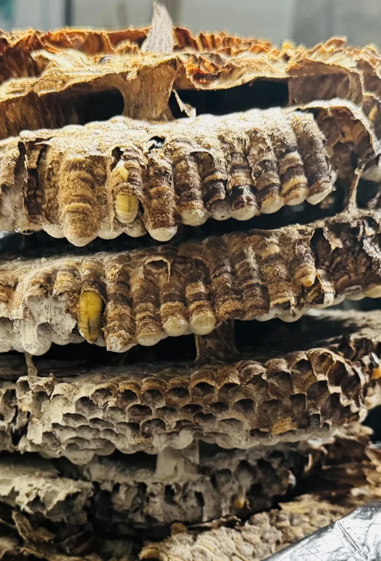 anh services nid insectes volants 768x1129