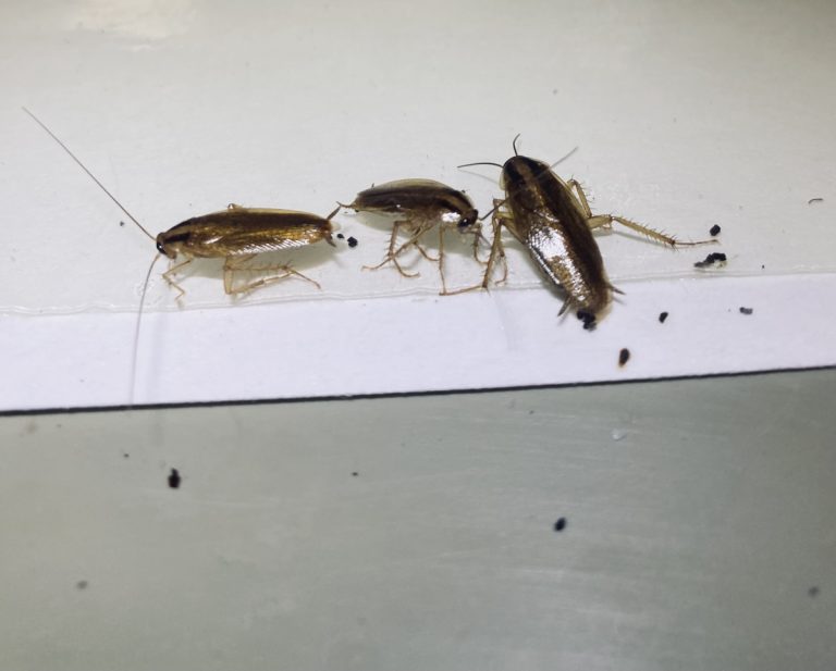 blattes anh services 768x617