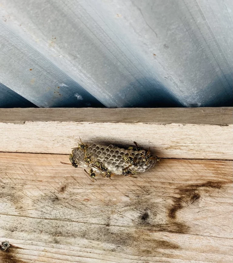 nid guepes anh services 768x866