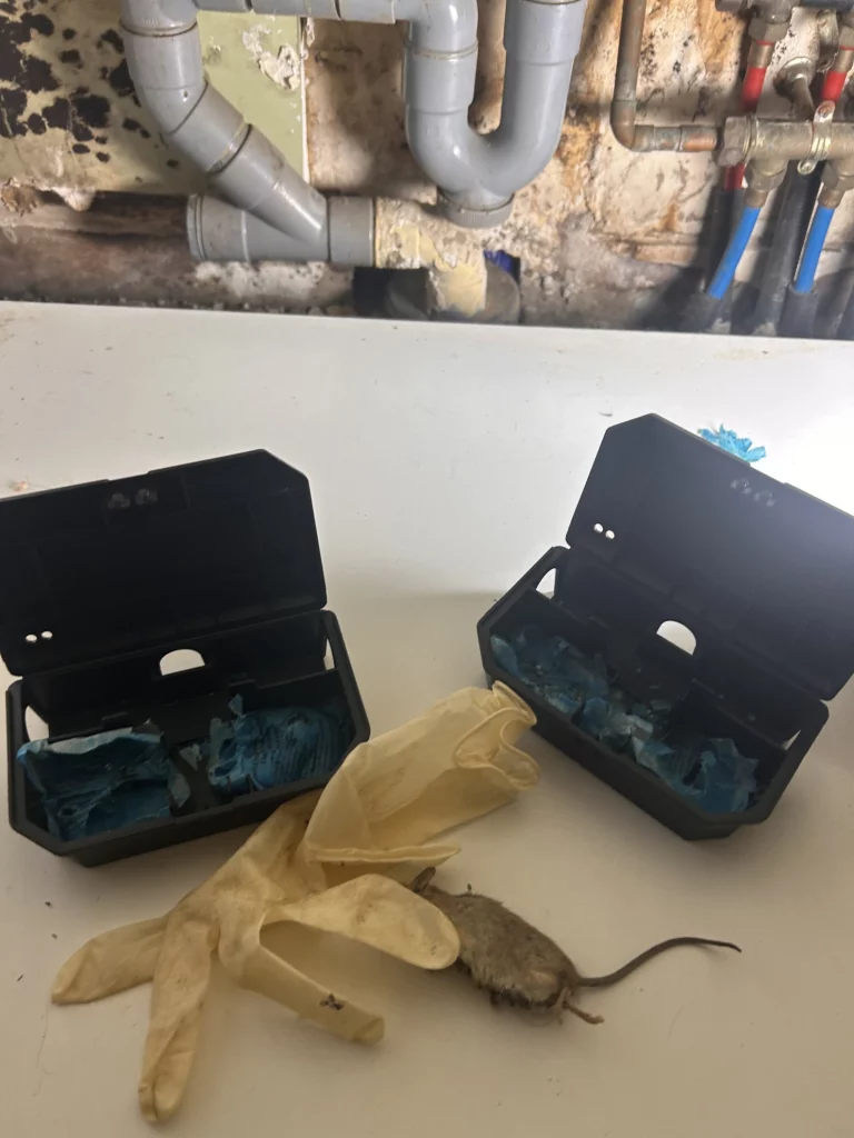 boite rongeur 768x1024