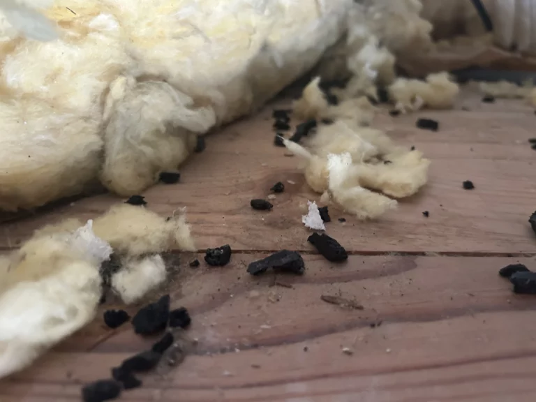 dejections rongeurs gkma stop 30 768x576