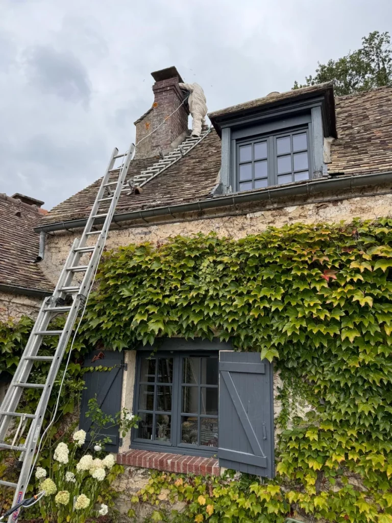 halvea frelon europeen 768x1024