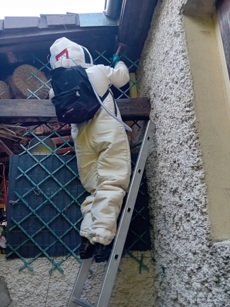 intervention frelons 768x1024