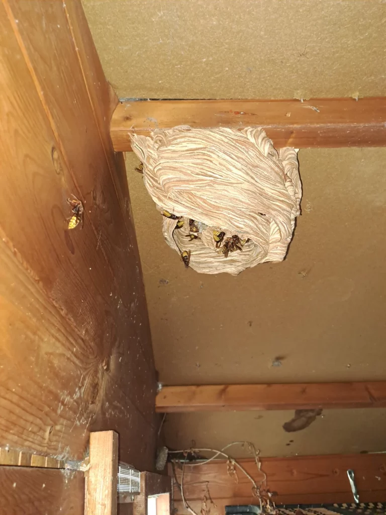 intervention nid dc nuisibles 768x1024