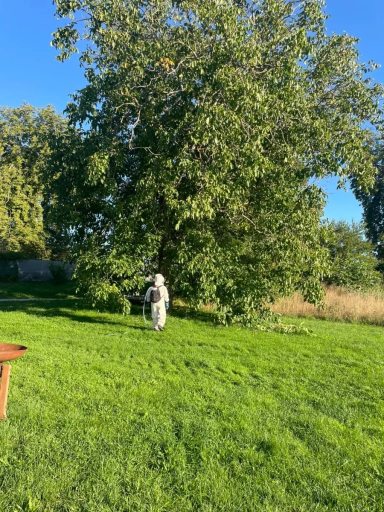 intervention nid frelons 768x1024