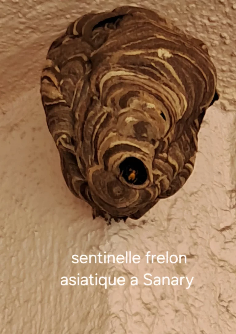 nid frelon asiatique fcf 83 768x1086