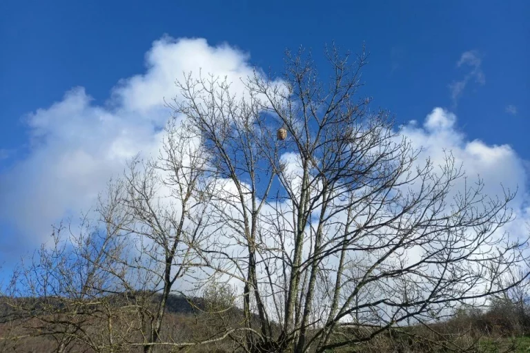 nid frelon saque 768x511