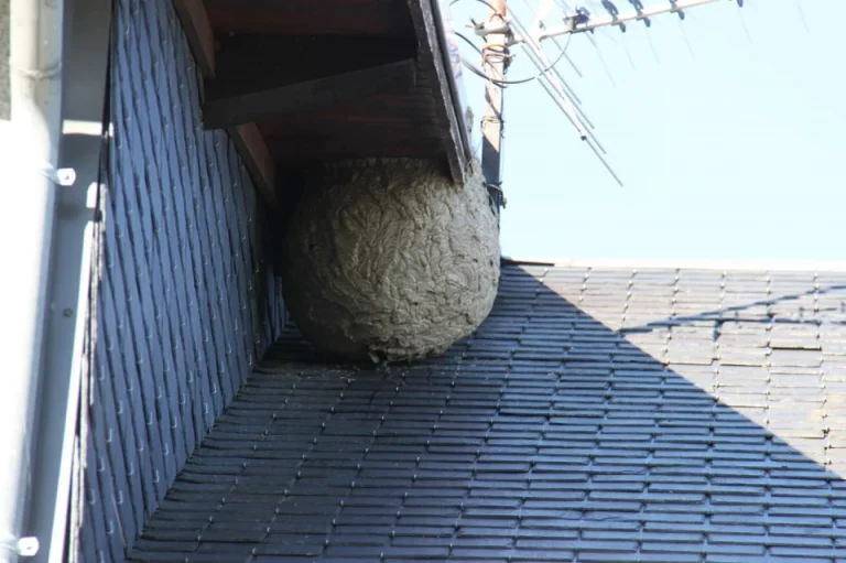 nid secondaire frelon asiatique chambery savoie 768x511