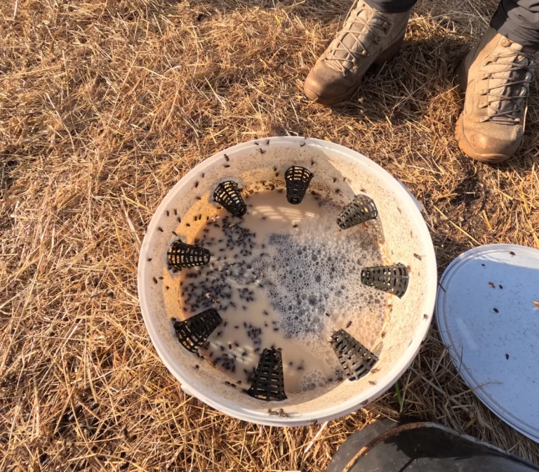 piege insectes bio pique 768x672