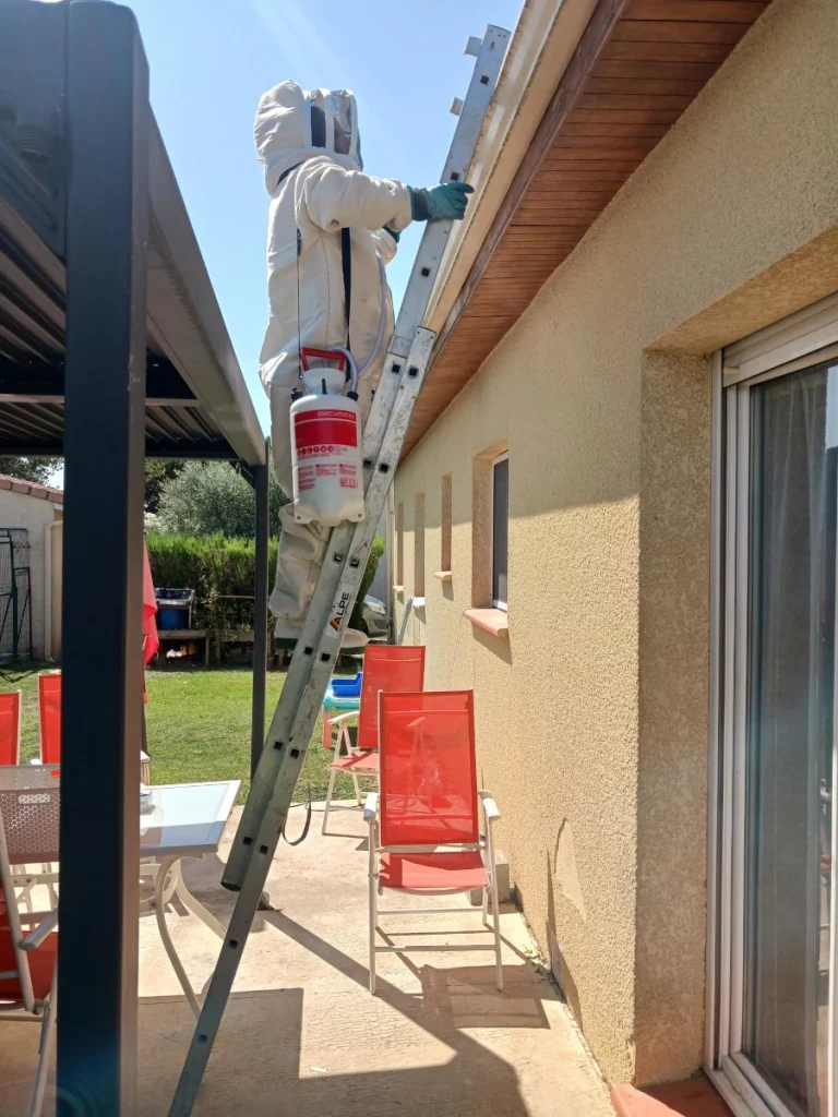 traitement guepes polistes 768x1024