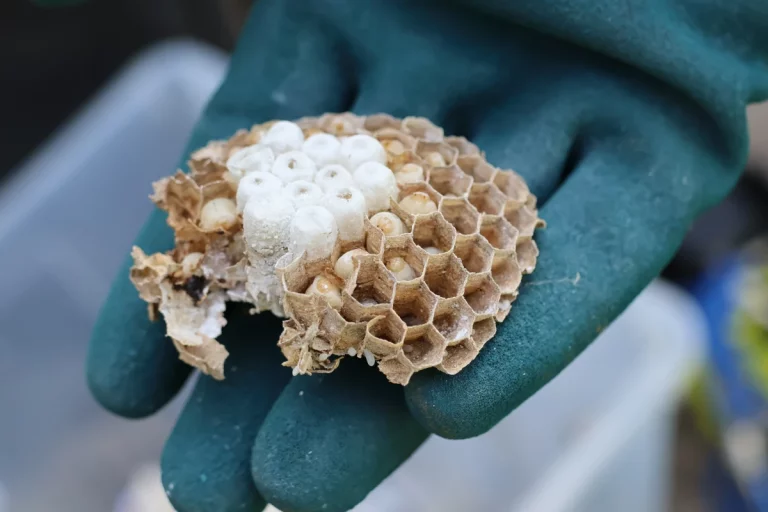 alveoles besafe solutions 768x512