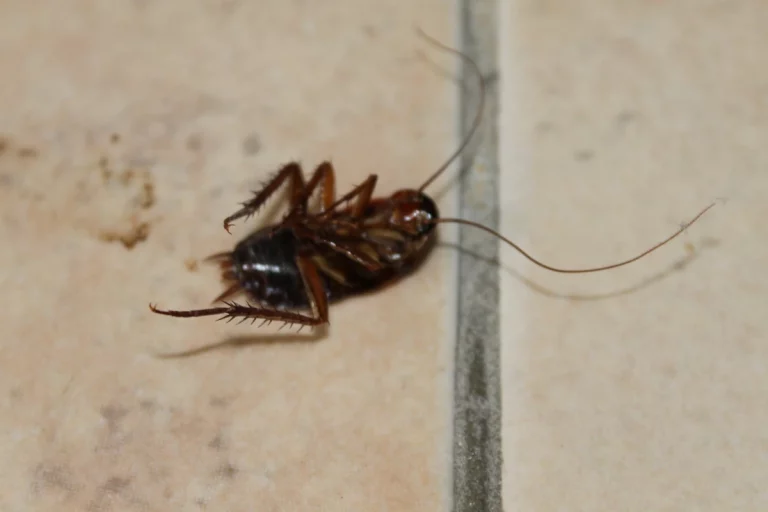 blattes hygiene insectes 768x512