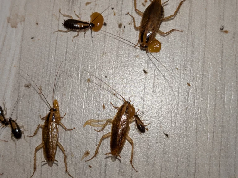 blattes sani support 768x576