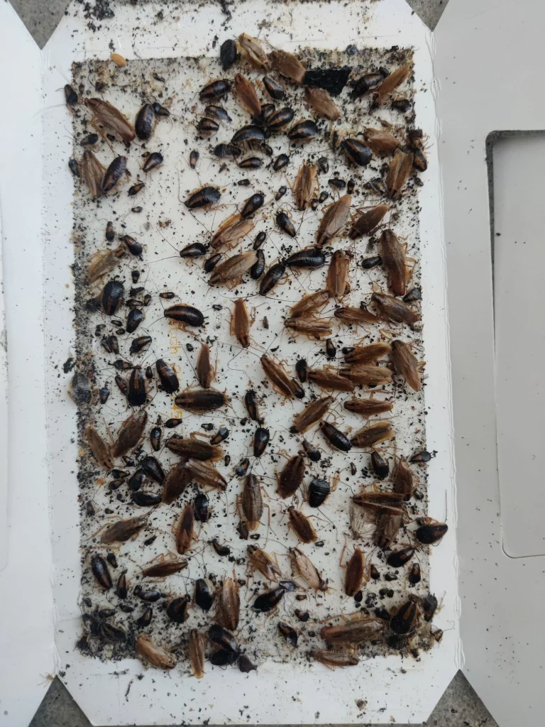 boite nuisibles eco protect 34 768x1024