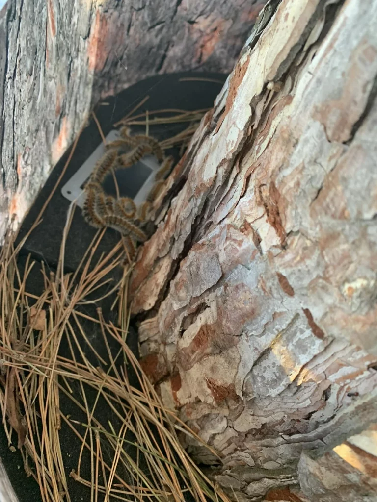 chenilles processionnaires dard dare frelon 13 768x1024