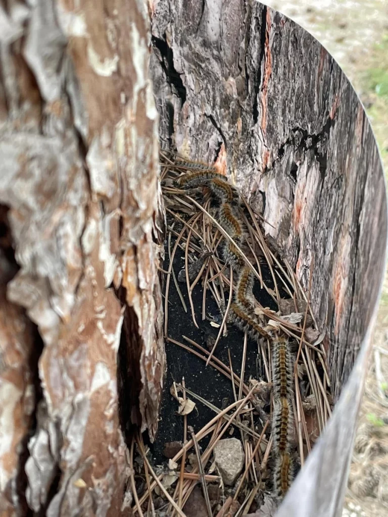 dare dard frelon 13 chenilles processionnaires 768x1024