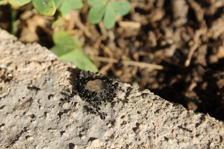 fourmis hygiene insectes 768x512