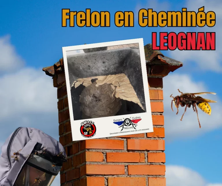 frelon alan destruction frelon guepes 768x644