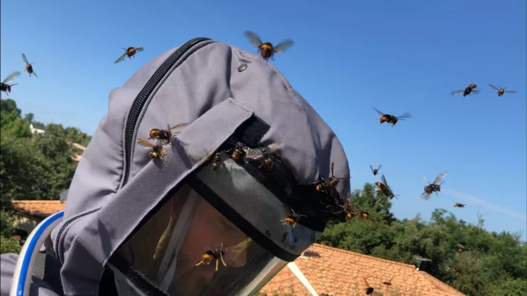 frelonasiatiques AlanDFG exterieur 768x432