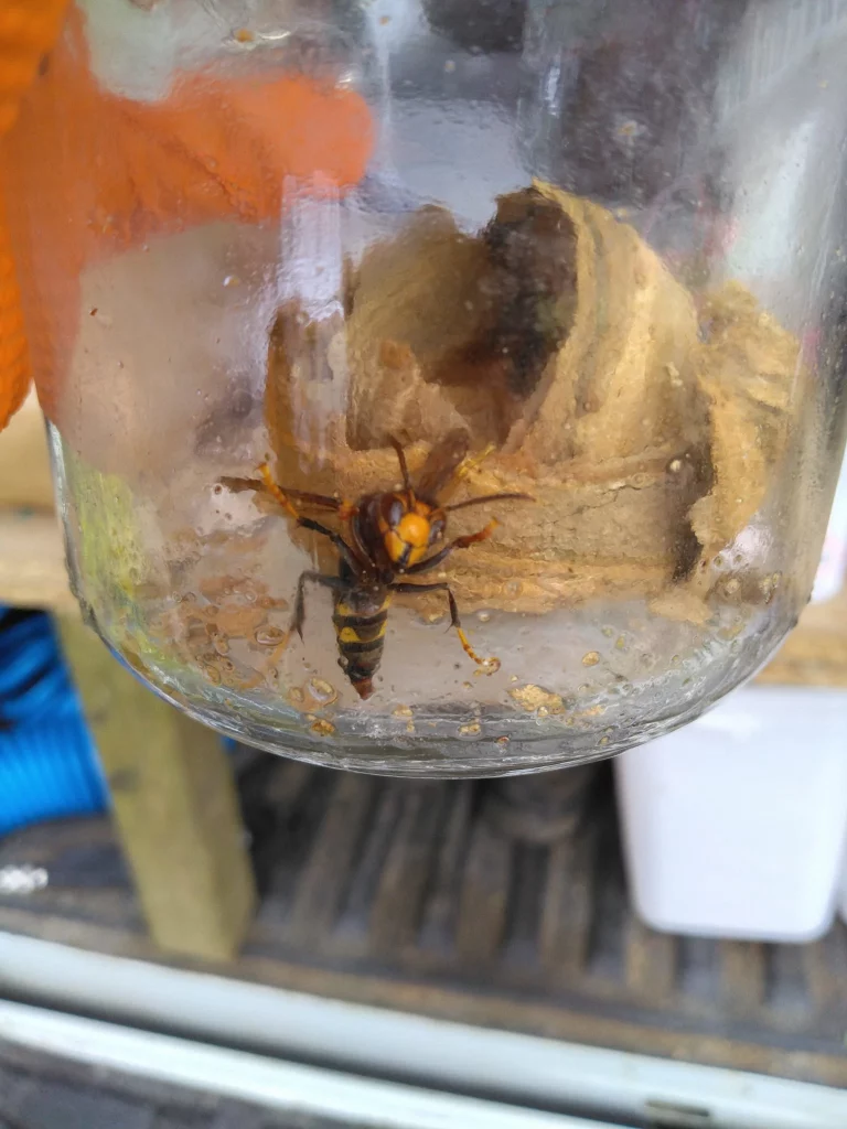 frelons asiatiques atout piques 768x1024