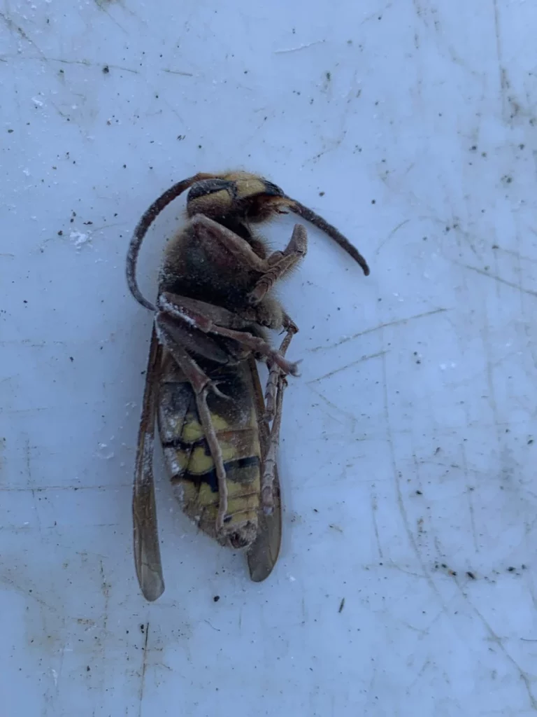 frelons hygiene insectes 768x1024