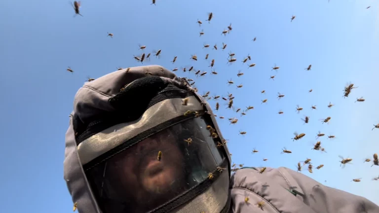 guepes germaniques alan dfg 768x432