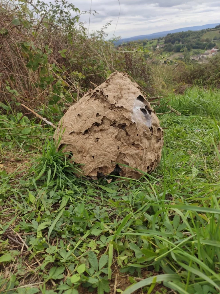 nid frelon asatique dlb anti nuisible 768x1024