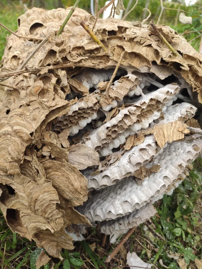 nid frelon dlb anti nuisible 768x1024