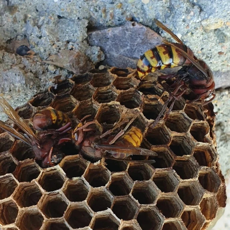 nid frelons hygiene insectes 768x768