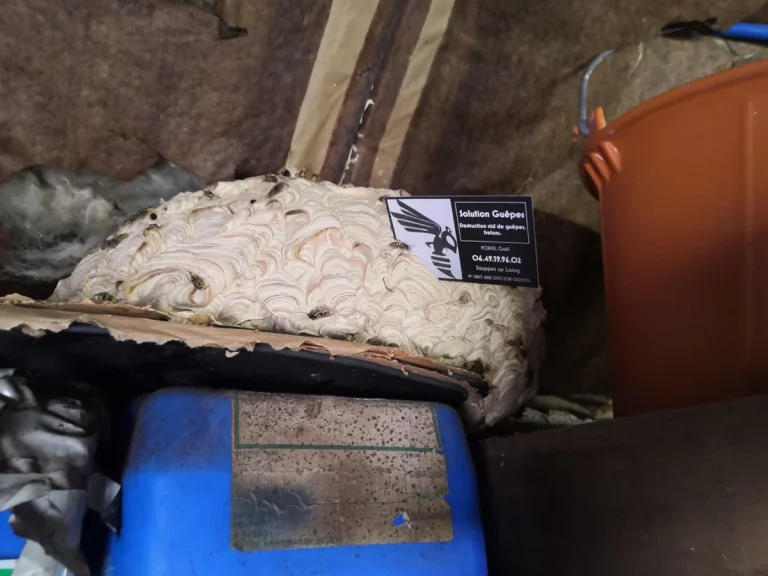 nid guepes solution guepes nuisibles 768x576