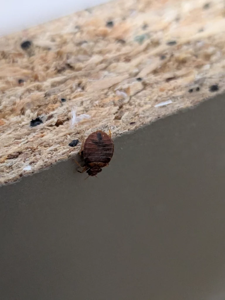 punaise de lit 768x1024