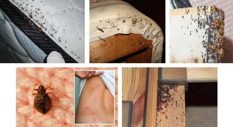 punaises de lit 768x421