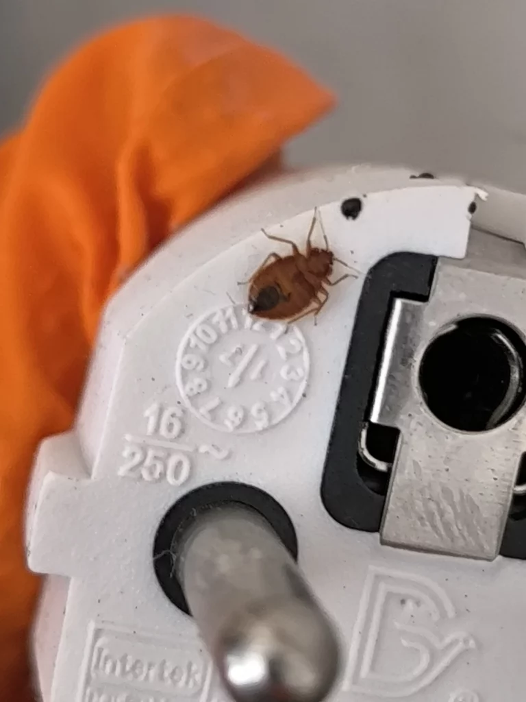 punaises de lit atout piques 768x1024