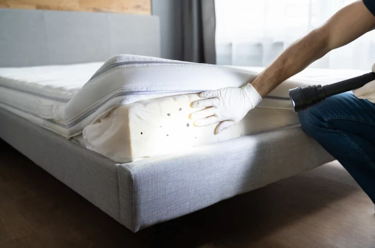 recherche punaises de lit 768x509