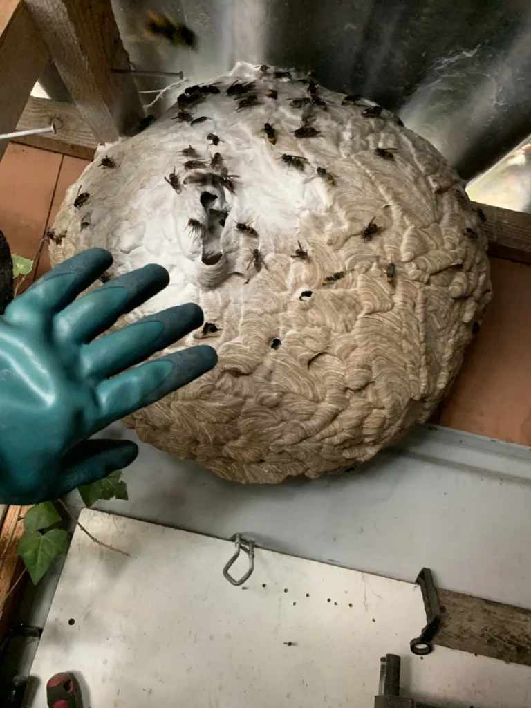 traitement nid 1 768x1024