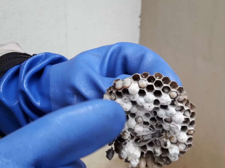 alveoles farago cantal 768x576