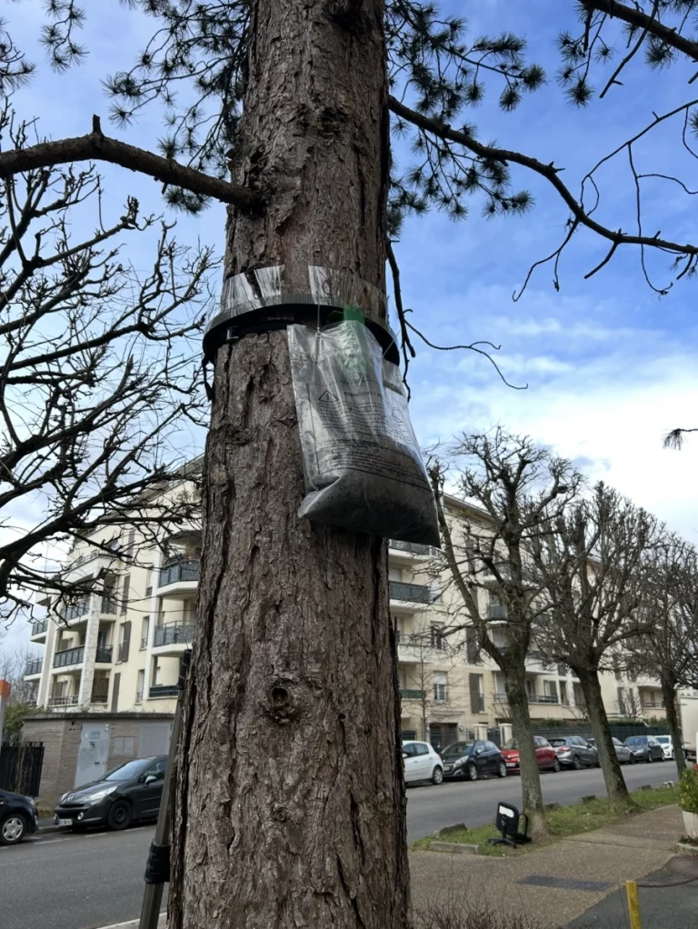 chenilles processionnaires acp nuisibles 1 768x1022