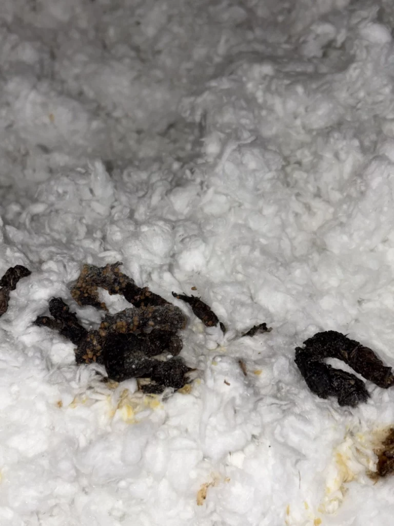 dejections lr nuisibles 768x1024