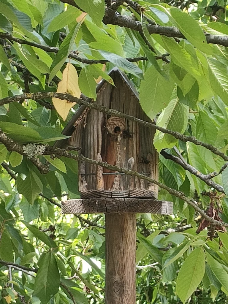 nid frelon 3d david nuisibles 768x1024