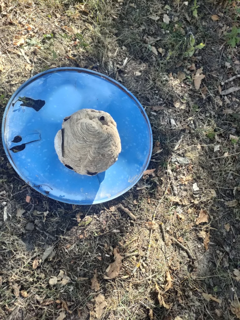 nid frelon asiatique 3d david nuisibles 768x1024