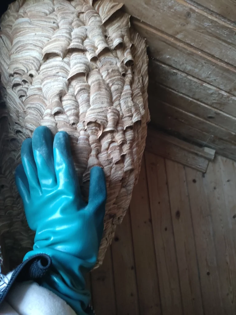 nid guepes frelons 3d david nuisibles 768x1024