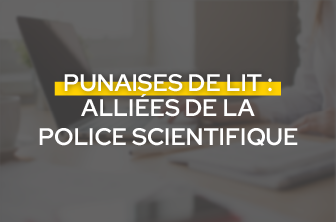 Punaises de lit, des alliées de la police scientifique