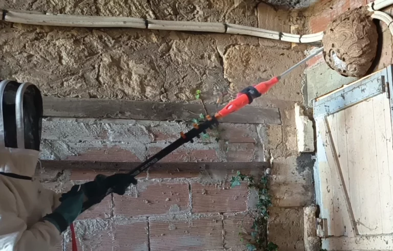 sos beefree frelon asiatique 768x491