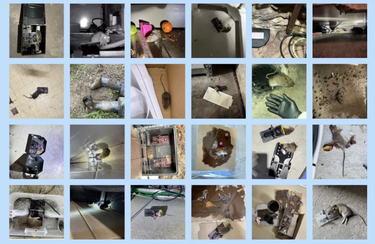 loire deratisation interventions 768x501