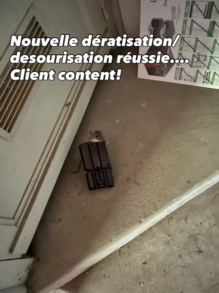 lutte nuisibles 64 40 deratisation 768x1024