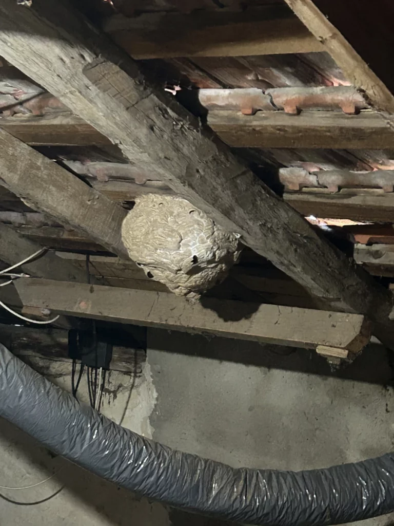 lutte nuisibles 64 40 nid combles 768x1024